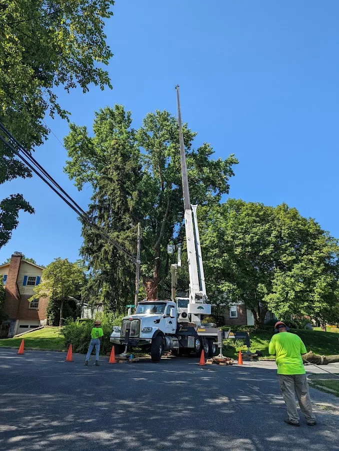 Witt's Tree Service