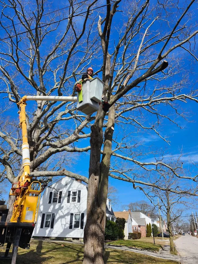 Xpert Tree and Excavation Services LLC work site