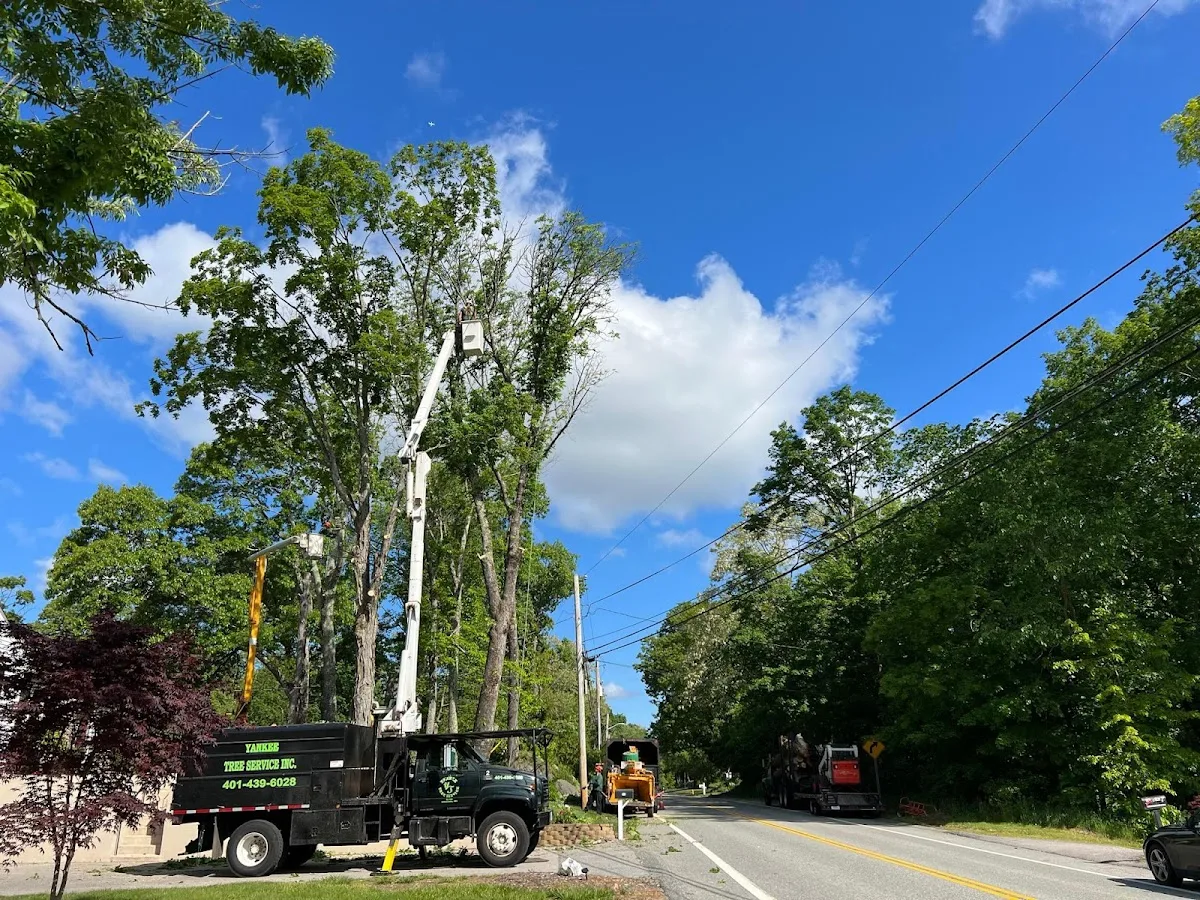 Yankee Tree Service