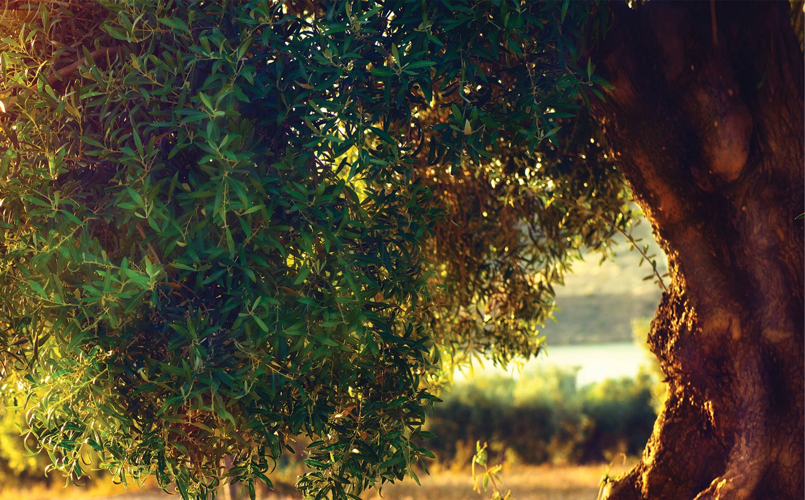 Sunlight through a mature tree canopy, from the Organic Tree Services website