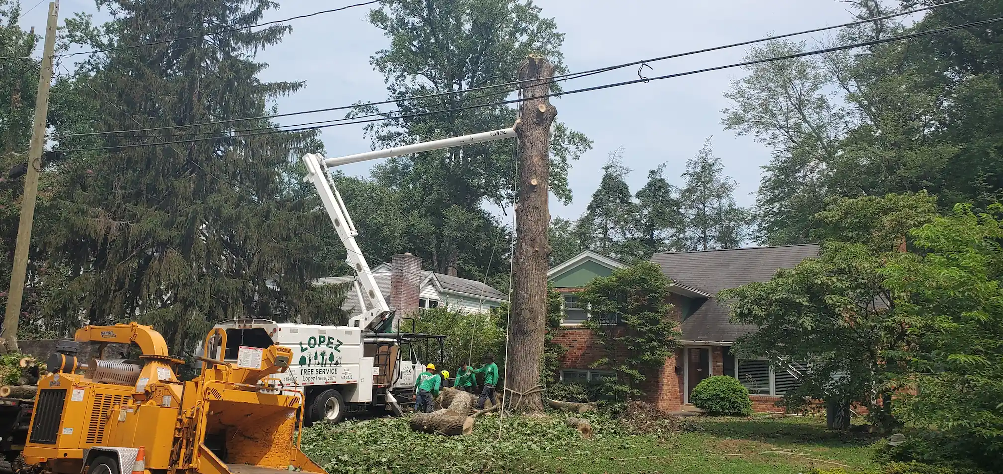 A residential tree work site, from the Lopez Tree Services website